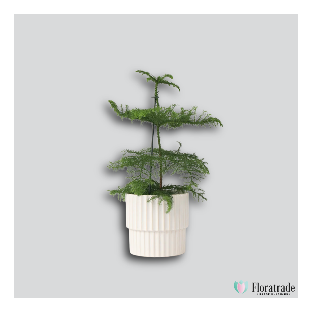 araucaria.png (395 KB)